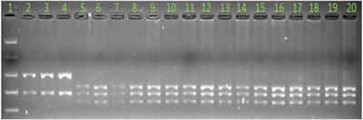 A novel locus conferring resistance to Puccinia hordei maps to the genomic region corresponding to Rph14 on barley chromosome 2HS